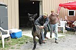 Shearing Pic