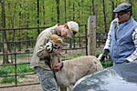 Shearing Pic