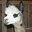 Thommie Headshot